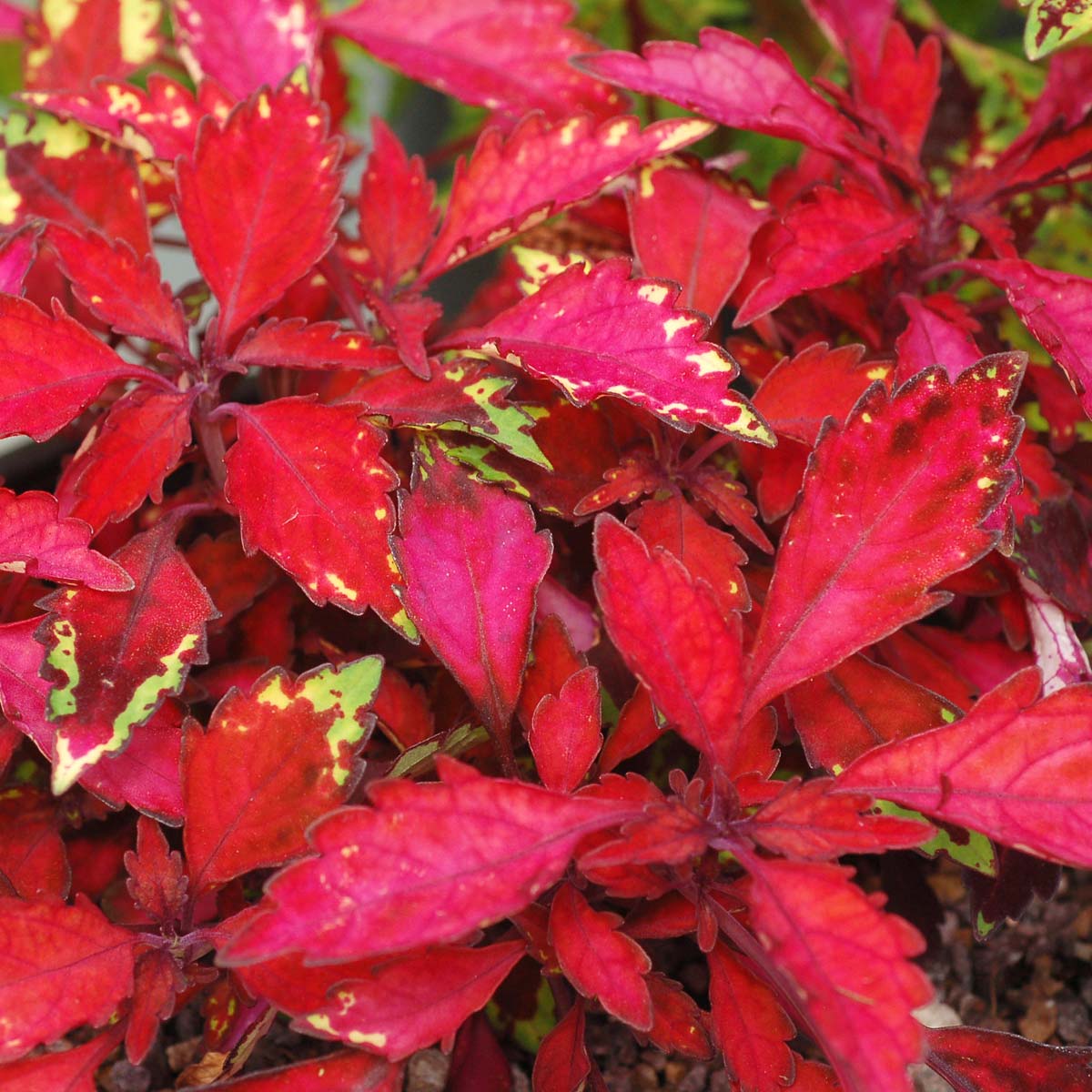 Coleus WILDFIRE™ 'Ignition'