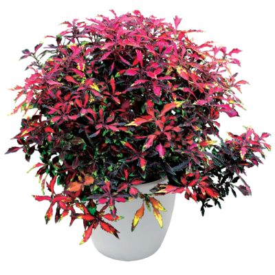 Coleus WILDFIRE™ 'Ignition'