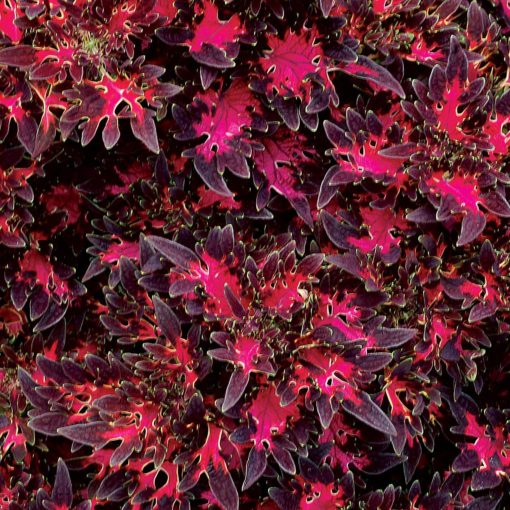 Coleus WILDFIRE™ 'Smoky Rose'