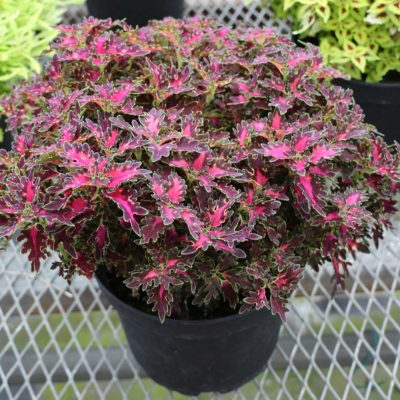 Coleus WILDFIRE™ 'Smoky Rose'