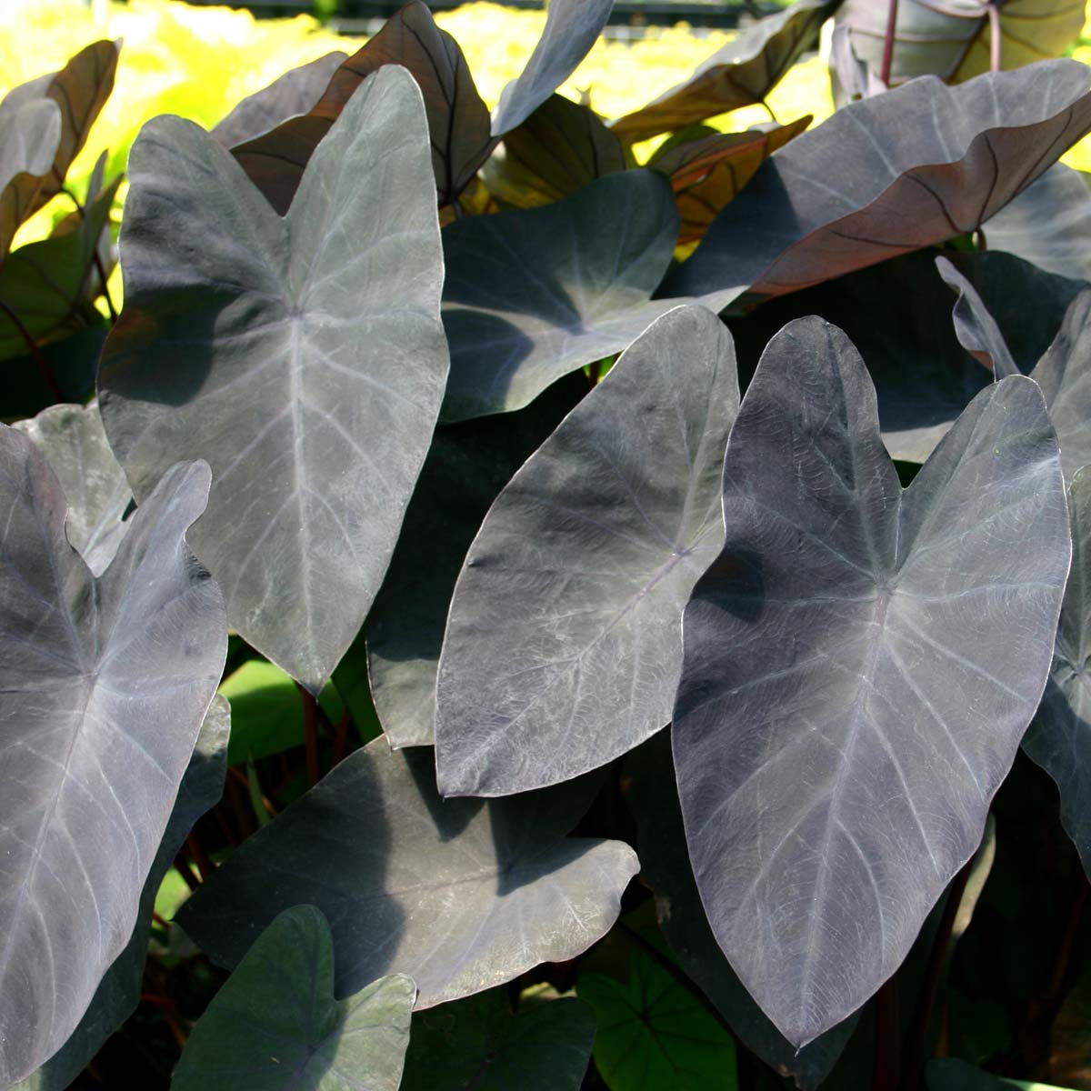 Colocasia black magic