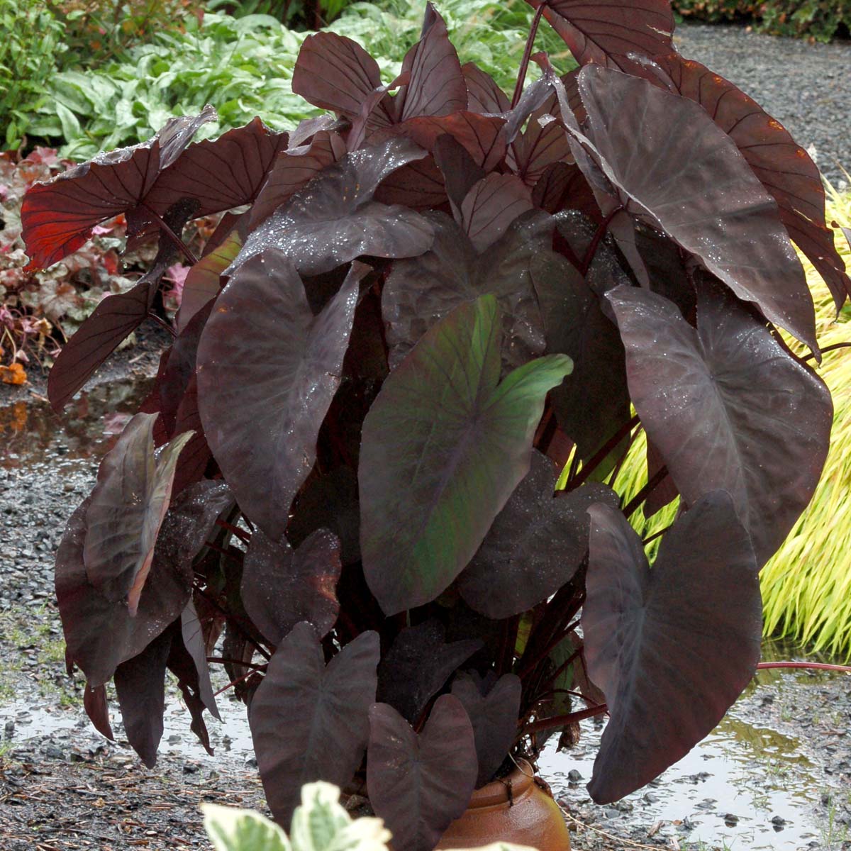 Colocasia black magic