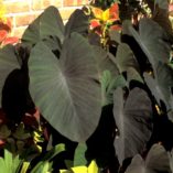 Colocasia 'Black Magic'