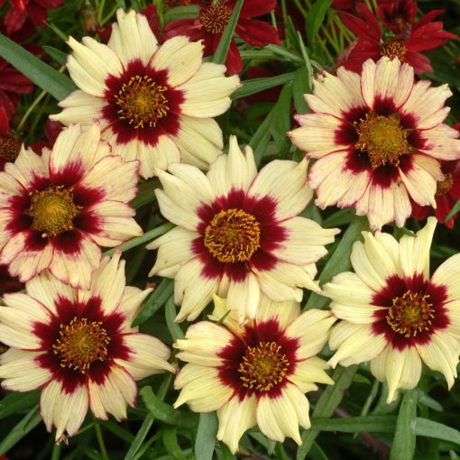 Coreopsis 'Autumn Blush'