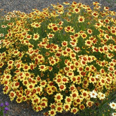 Coreopsis 'Autumn Blush'