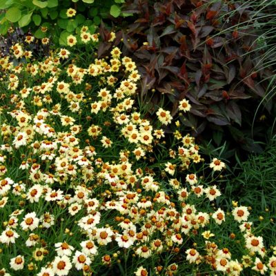 Coreopsis 'Autumn Blush'