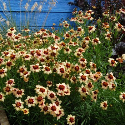 Coreopsis 'Autumn Blush'