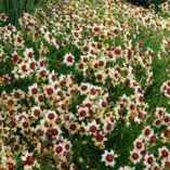 Coreopsis 'Autumn Blush'