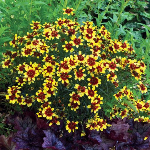 Coreopsis 'Bengal Tiger'