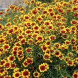 Coreopsis 'Bengal Tiger'