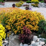 Coreopsis 'Bengal Tiger'