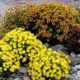 Coreopsis 'Bengal Tiger'