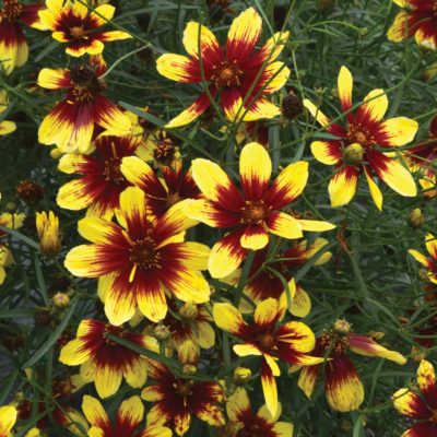 Coreopsis 'Bengal Tiger'