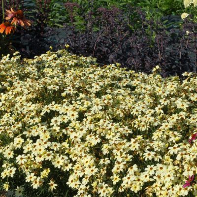 Coreopsis 'Buttermilk'