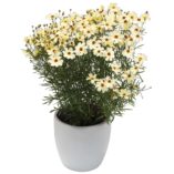 Coreopsis 'Buttermilk'