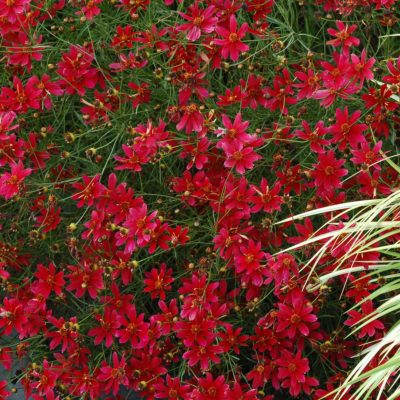 Coreopsis 'Center Stage'