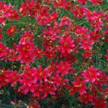 Coreopsis 'Center Stage'