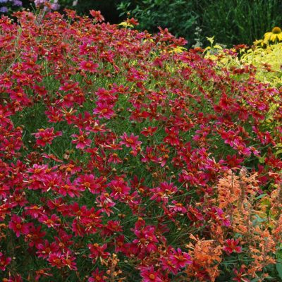 Coreopsis 'Center Stage'