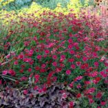 Coreopsis 'Center Stage'