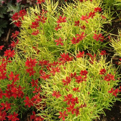 Coreopsis 'Cherry Lemonade'