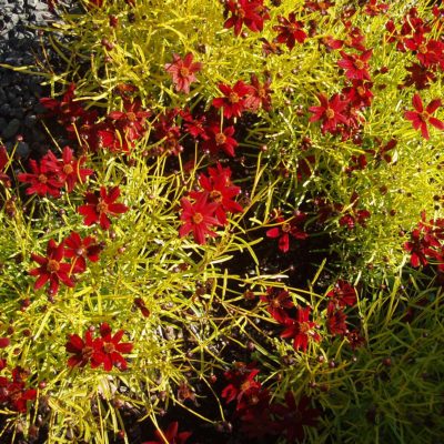 Coreopsis 'Cherry Lemonade'