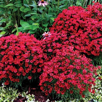 Coreopsis 'Cherry Pie'