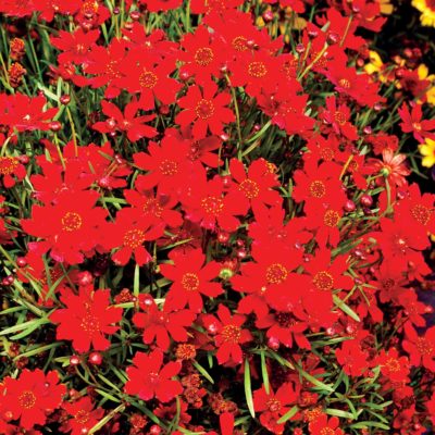 Coreopsis 'Cherry Pie'