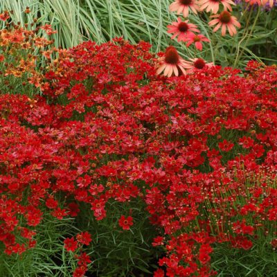 Coreopsis 'Cherry Pie'