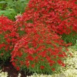 Coreopsis 'Cherry Pie'