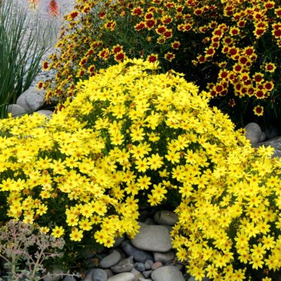 Coreopsis 'Citrine'