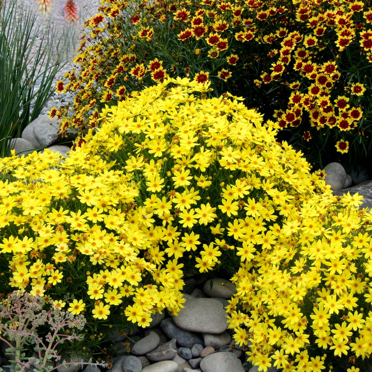 Coreopsis 'Citrine'