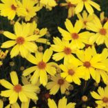 Coreopsis 'Citrine'