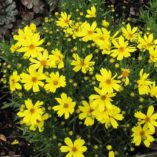 Coreopsis 'Citrine'