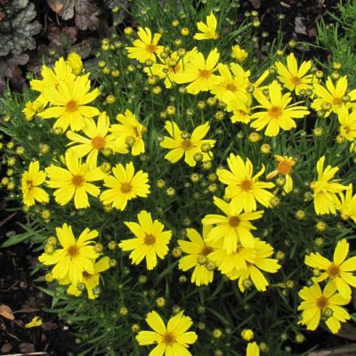 Coreopsis 'Citrine'