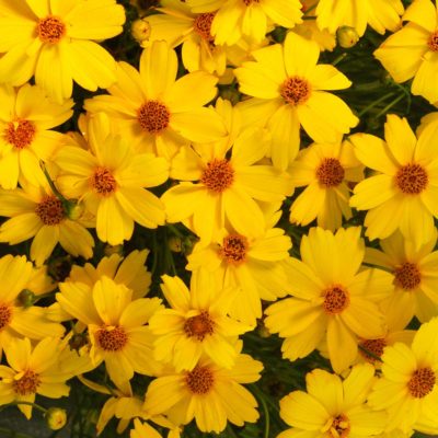 Coreopsis 'Citrine'