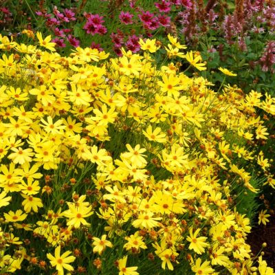 Coreopsis 'Citrine'