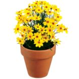 Coreopsis 'Citrine'