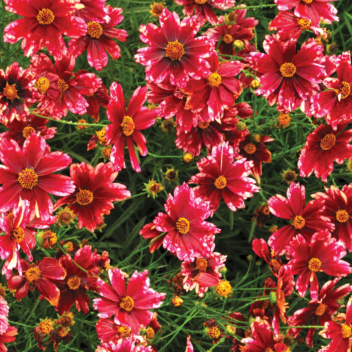 Coreopsis 'Cranberry Ice'