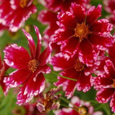 Coreopsis 'Cranberry Ice'