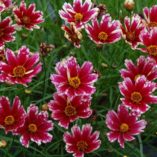 Coreopsis 'Cranberry Ice'