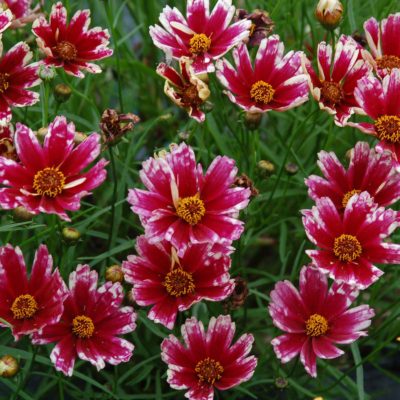 Coreopsis 'Cranberry Ice'