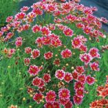 Coreopsis 'Cranberry Ice'