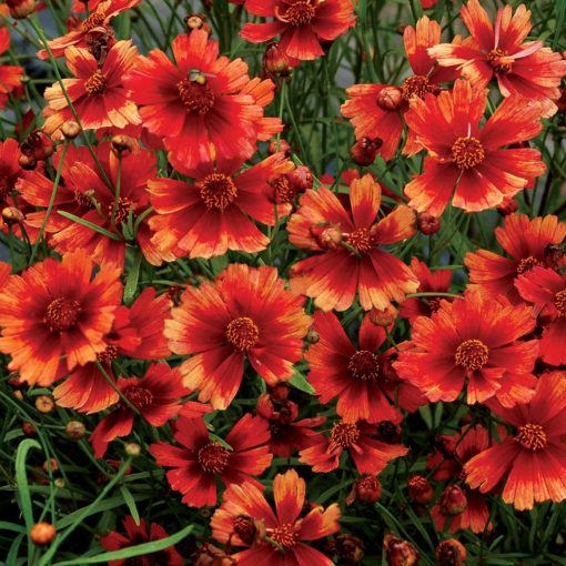 Coreopsis 'Desert Coral'