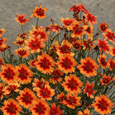 Coreopsis 'Desert Coral'