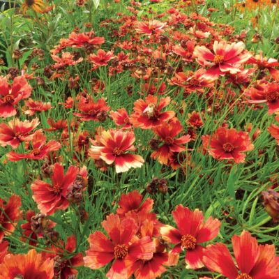 Coreopsis 'Desert Coral'