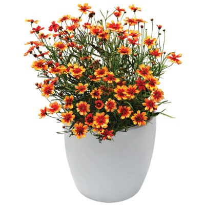 Coreopsis 'Desert Coral'