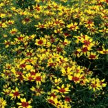 Coreopsis 'Firefly'