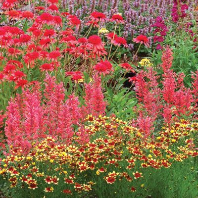 Coreopsis 'Firefly'