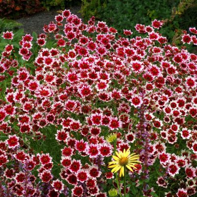 Coreopsis 'Fruit Punch'