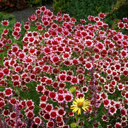 Coreopsis 'Fruit Punch'